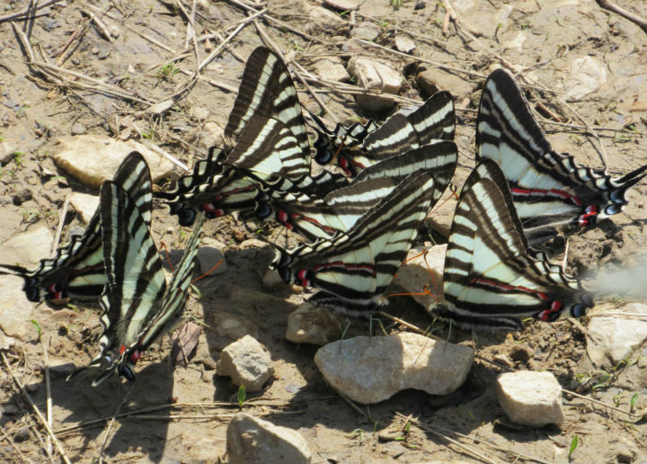 Zebra Swallowtails